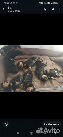 Щенки ротвейлера