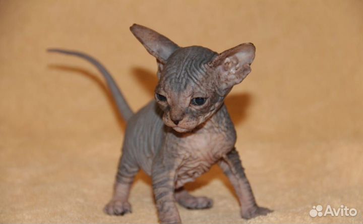 Канадский сфинкс