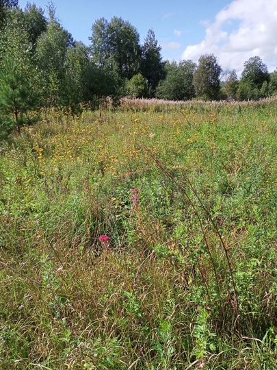 Участок 30 сот. (СНТ, ДНП)