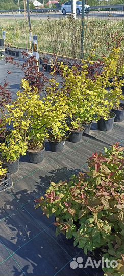 Тетерев-Сад