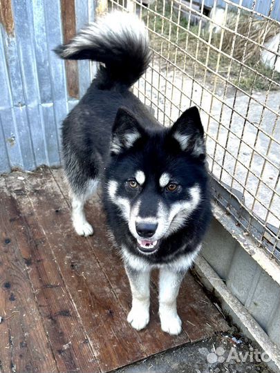 Собака в добрые руки отдам бесплатно