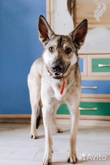 Собака (мальчик) ищет дом или передежку