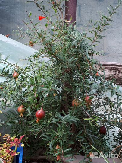 Семена Гранат комнатный