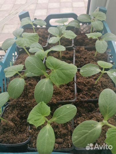 Рассада огурцов, тыка, кабачков, примула