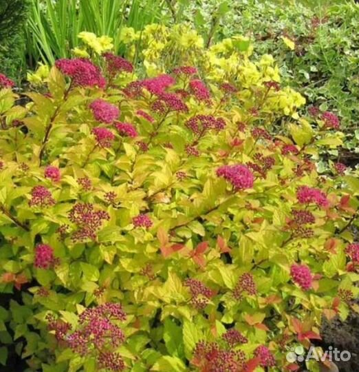 Ива Бересклет Пузыреплодник Спирея