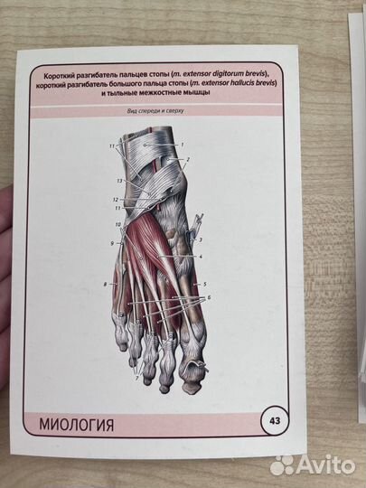 Карточки по Анатомии