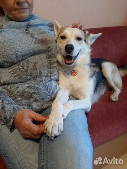 Зооняня. Выгул собак, передержка. Выгульщик