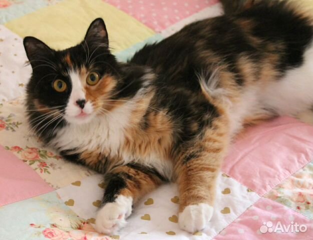 Кошка Муся ищет дом