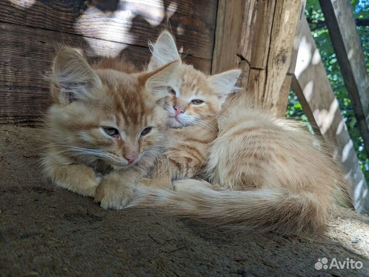 Котята рыжики