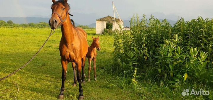 Арабские лошади