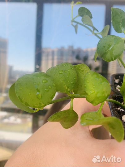 Сортовые хойи - 2