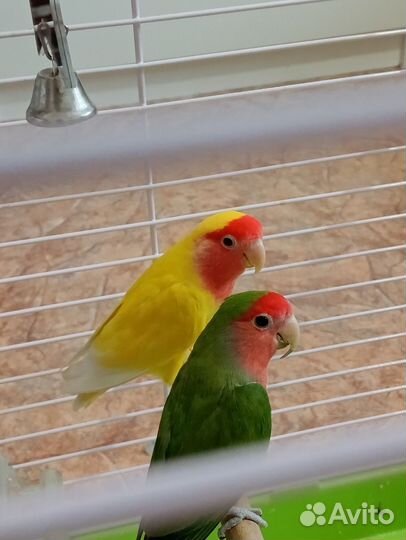 Попугай неразлучники с клеткой