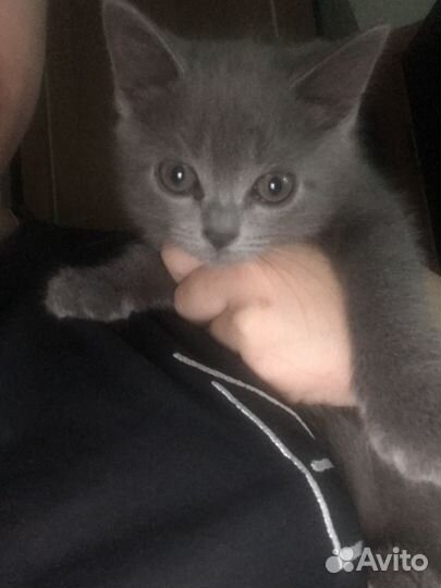 Котята британские