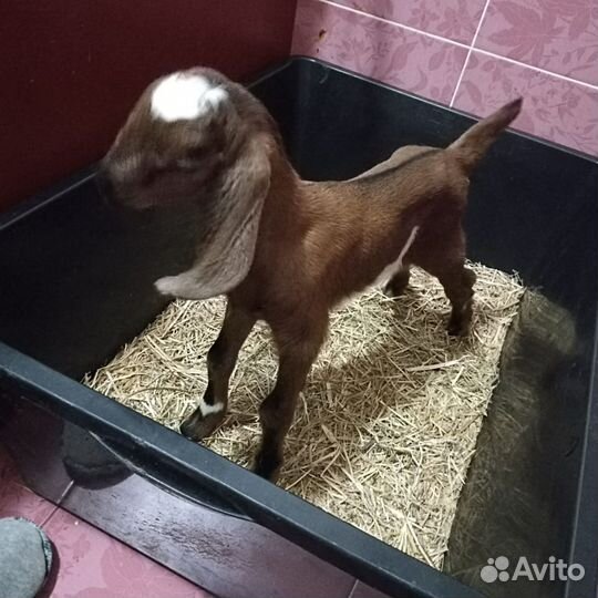 Нубийские козлята