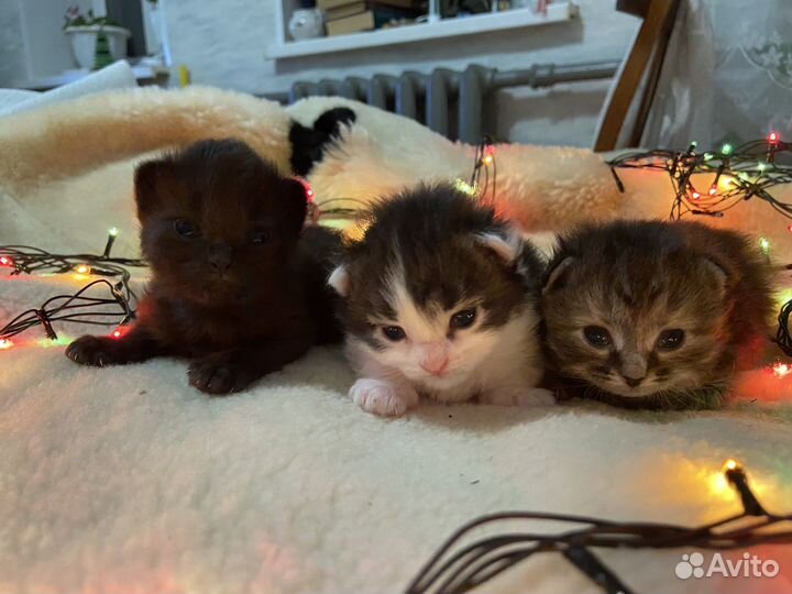 Котята в добрые руки даром