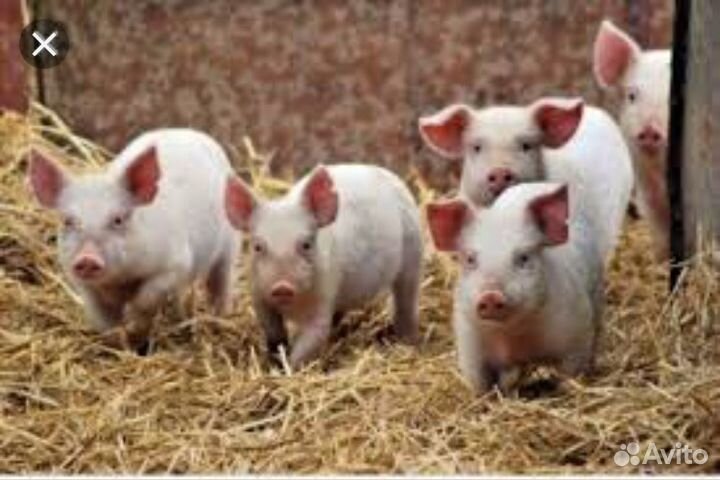Поросята