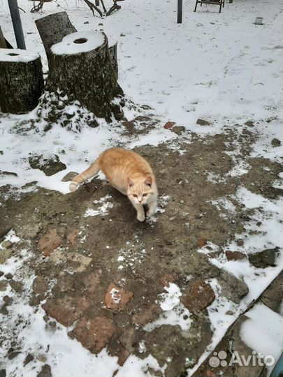 Котик бесплатно