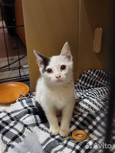 Котята в добрые руки бесплатно