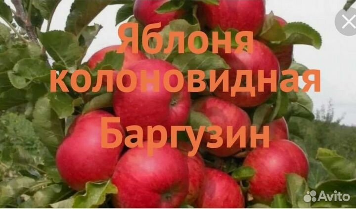 Саженцы яблони колоновидные