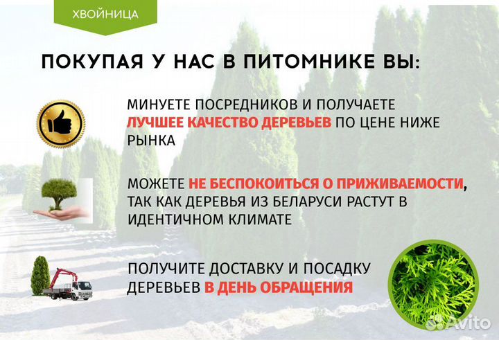 Туя Смарагд 1,8-2 м,Брабант,Колумна