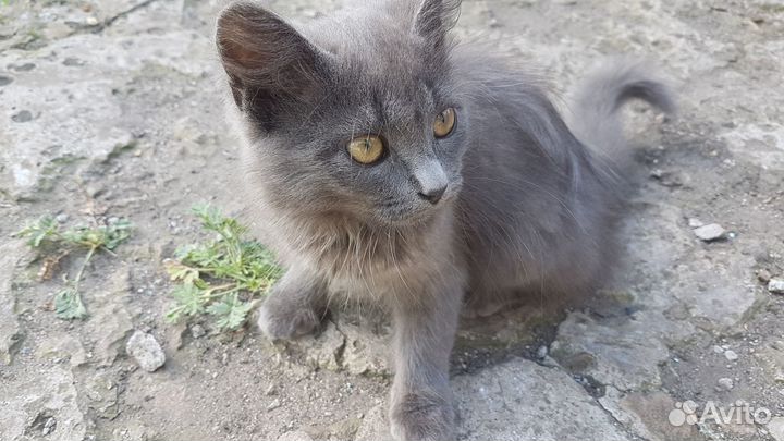 Котёнок девочка бесплатно Кирсанов Овсян.дор.25