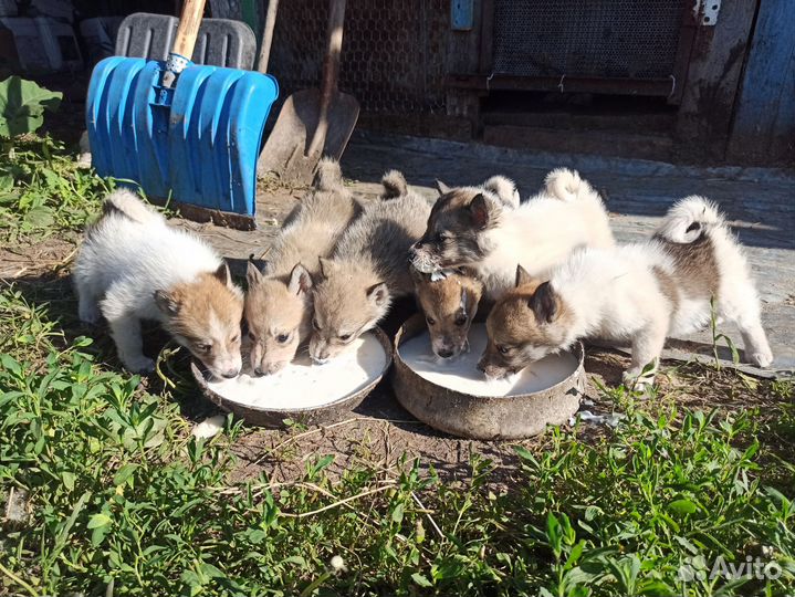 Западно сибирская лайка