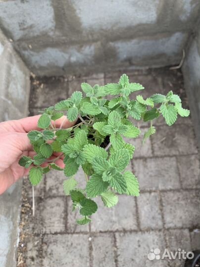 Почвопокровные растения