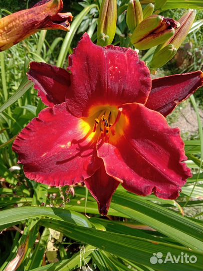 Лилейники сортовые