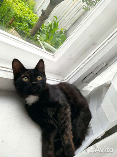 Котенок