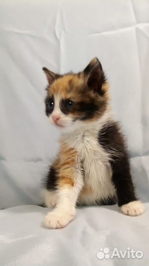 Котёнок в дар