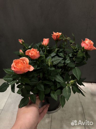 Роза в горшке,комнатные цветы