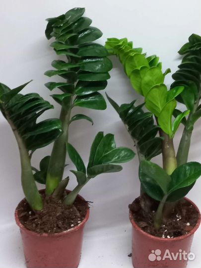 Замиокулькас зензи