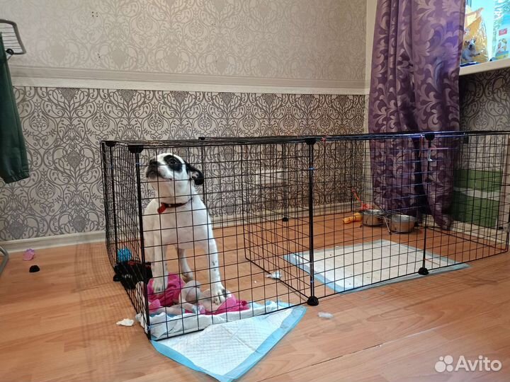 Щенок в добрые руки бесплатно