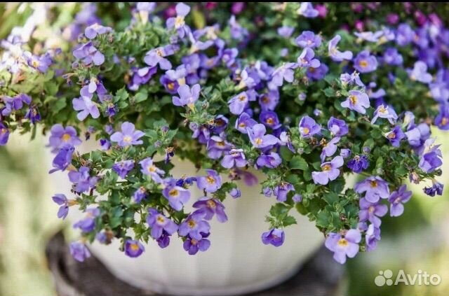 Рассада бакопы