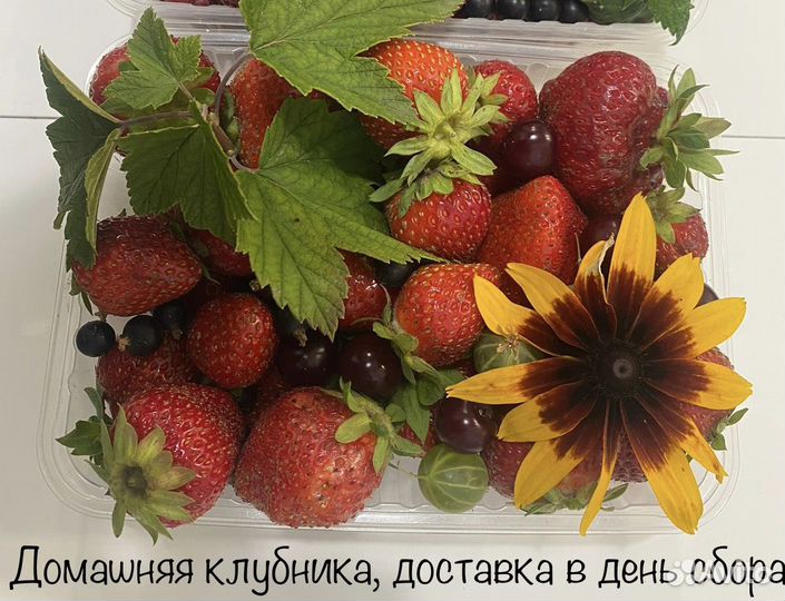 Свежая домашняя клубника