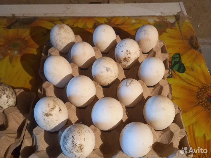 Домашние гусиные яйца инкубационное