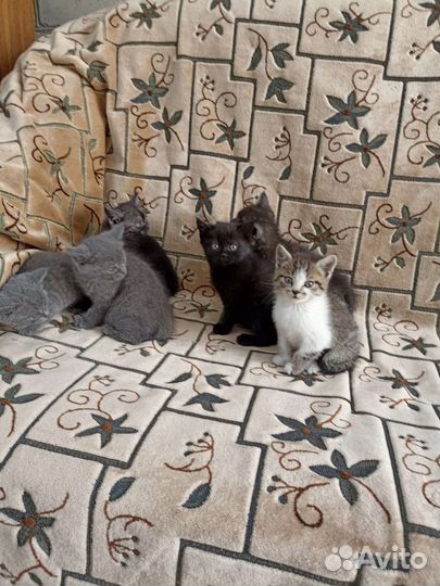 Котята в добрые руки бесплатно