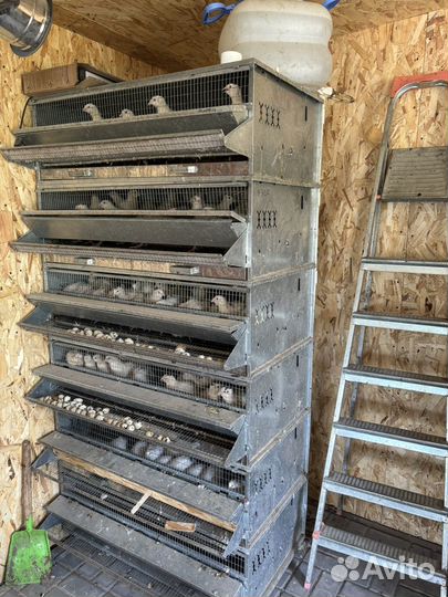 Перепелки несушки