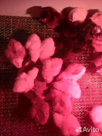 Цыплята суточные несушки