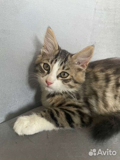 В добрые руки