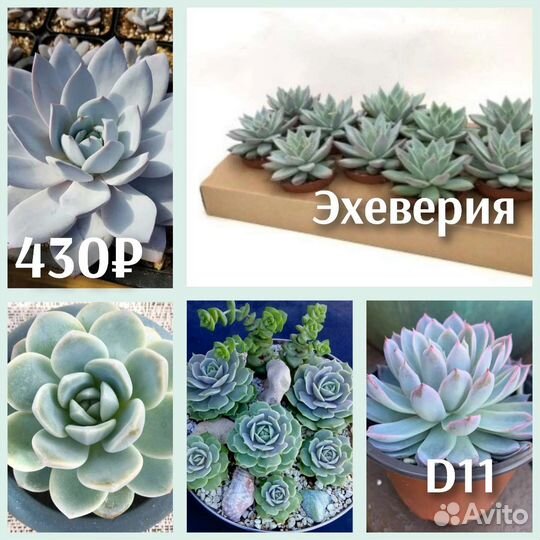 Суккуленты
