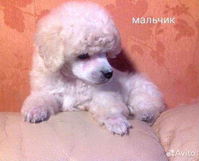 Щенки карликового пуделя