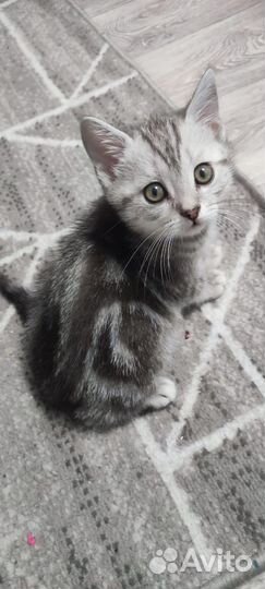 Британский котенок