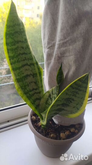 Сансевиерия лауренти