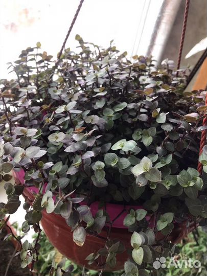 Коллизия, дихондра