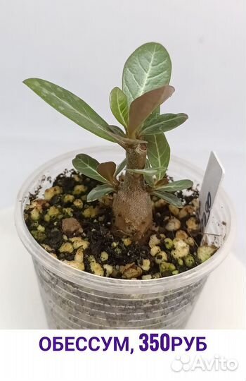 Саженцы адениум обессум