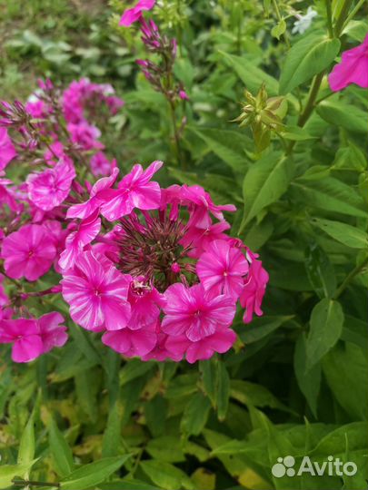 Индийский чеснок,скорцонер,флоксы,василек