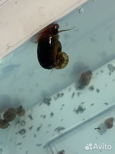 Улитки аквариумные