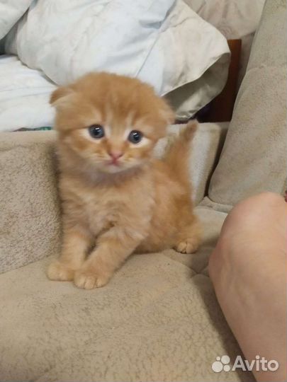 Шотландские вислоухие котята