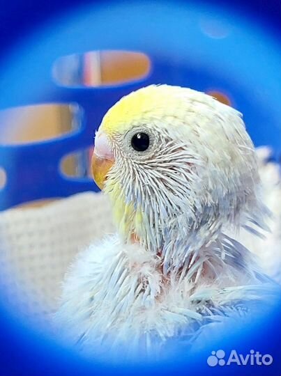 Попугаи ввп чехи и радужные